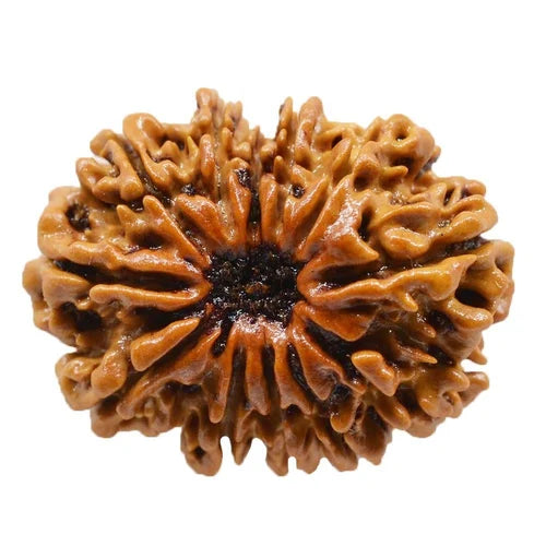 बारह मुखी रुद्राक्ष के लाभ/12 Mukhi Rudraksha Benefits