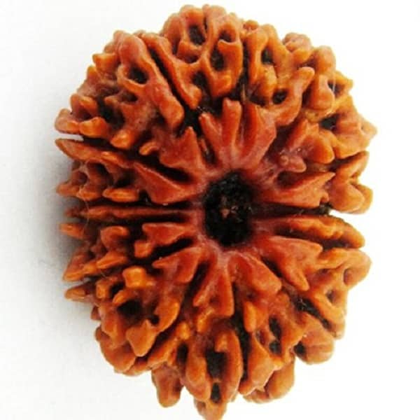तेरह मुखी रुद्राक्ष के लाभ/13 Mukhi Rudraksha Benefits