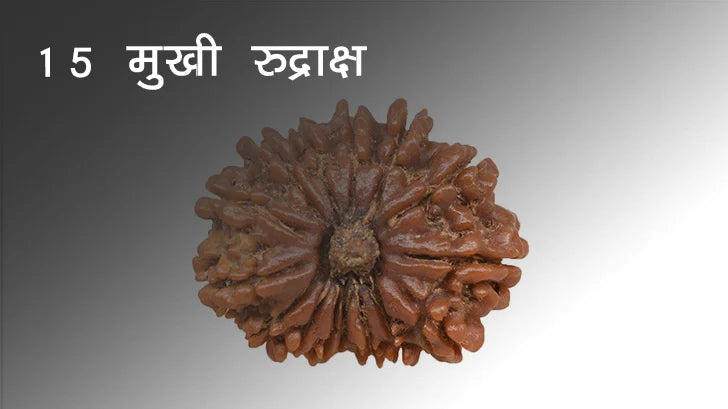 पंद्रह मुखी रुद्राक्ष के लाभ/15 Mukhi Rudraksha Benefits