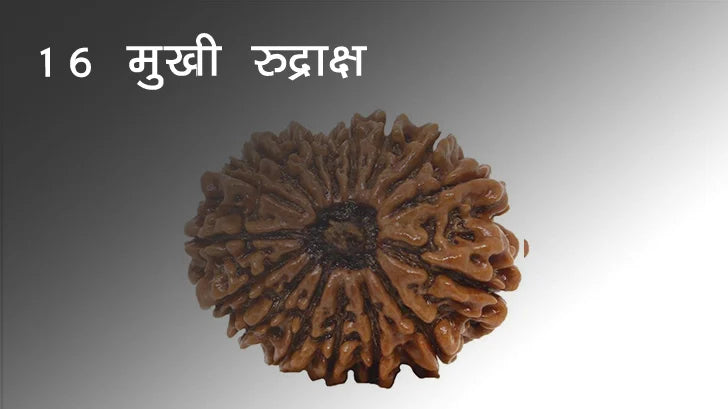 सोलह मुखी रुद्राक्ष के लाभ/16 Mukhi Rudraksha Benefits