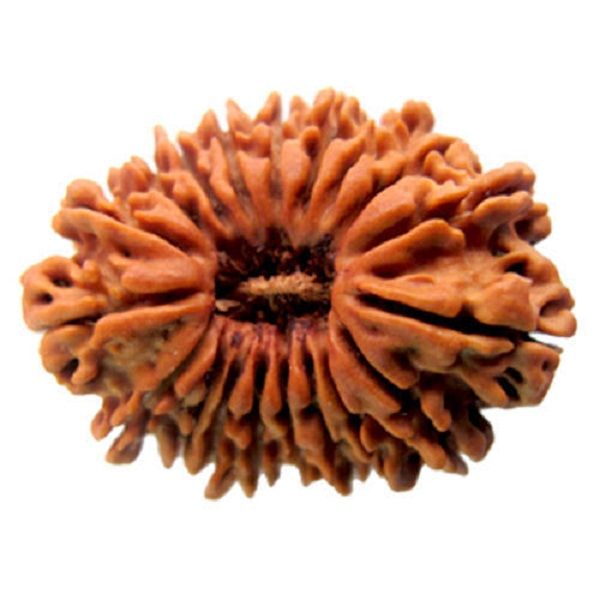 सत्रह मुखी रुद्राक्ष के लाभ/17 Mukhi Rudraksha Benefits