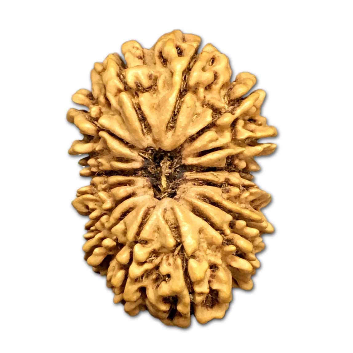 उन्नीस मुखी रुद्राक्ष के लाभ/19 Mukhi Rudraksha Benefits