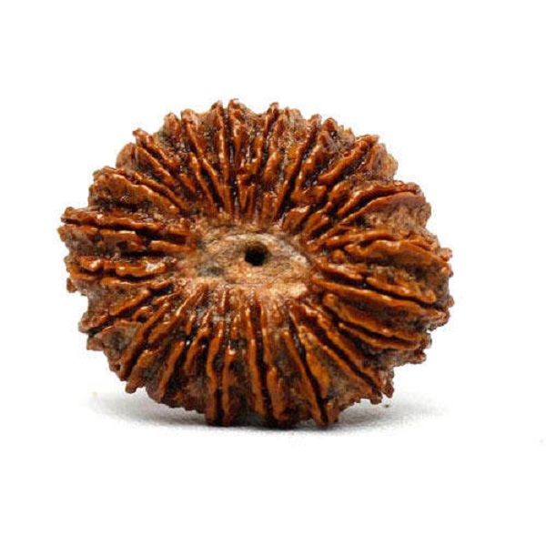 बीस मुखी रुद्राक्ष के लाभ/20 Mukhi Rudraksha Benefits