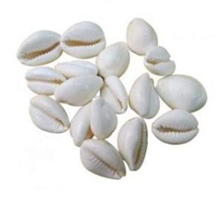 लक्ष्मी कौड़ी के लाभ/Lakshmi Cowrie Benefits