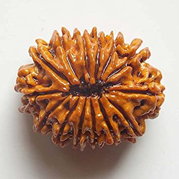 चौदह मुखी रुद्राक्ष के लाभ/14 Mukhi Rudraksha Benefits