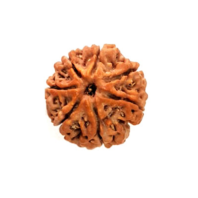 7 Mukhi Rudraksha Benefits/सात मुखी रुद्राक्ष के लाभ