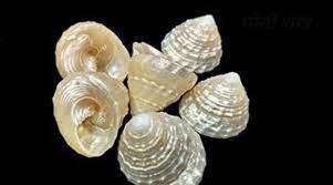 मोती शंख के लाभ/Moti Shankh Ke Labh