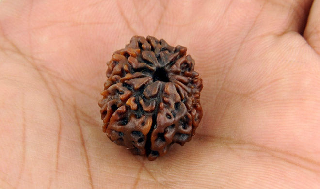 ग्यारह मुखी रुद्राक्ष के लाभ/11 Mukhi Rudraksha Benefits
