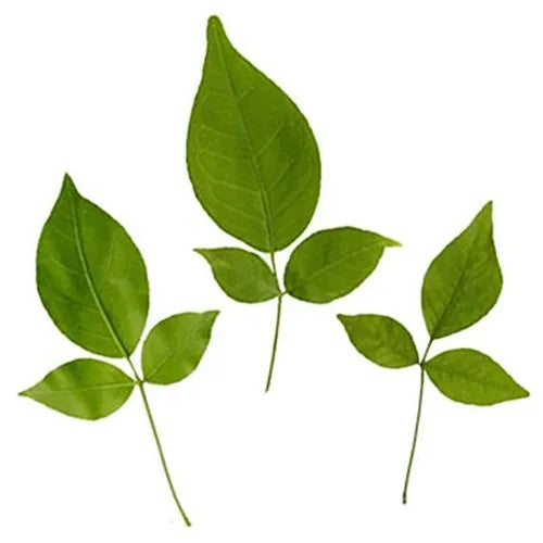 100GM of genuine Bel Patta Powder (Bilva leaf) from Timeshopee, known for its health benefits including lipid control and digestive support.