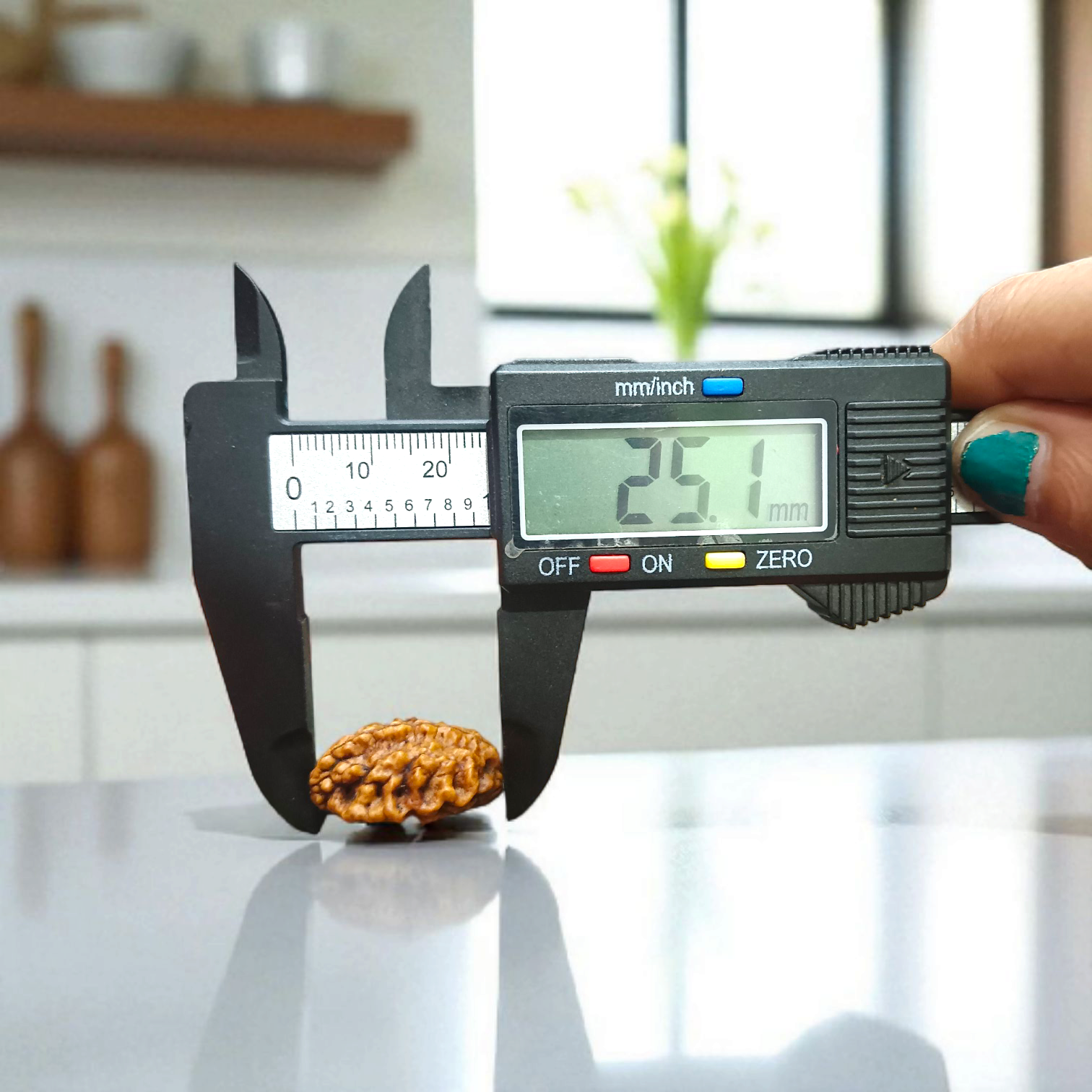 2 Mukhi Rudraksha Pendant in Silver Cap displayed on a white background, featuring fine silver work and a natural Rudraksha bead
