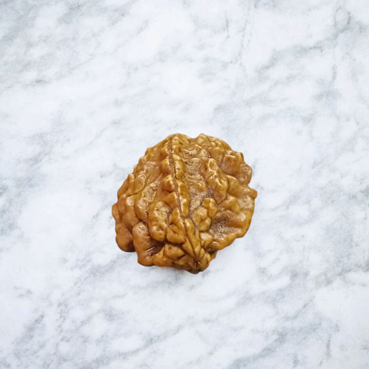 2 Mukhi Rudraksha Without Pendant Lab Certified Original Shiva Shakti Rudraksha Bead for Harmony and Relationships