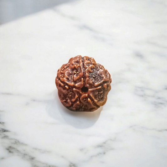 5 Mukhi Rudraksha Without Pendant Lab Certified Original Panch Mukhi Rudraksha Bead for Spiritual Growth Shiva Blessings Meditation Timeshopee