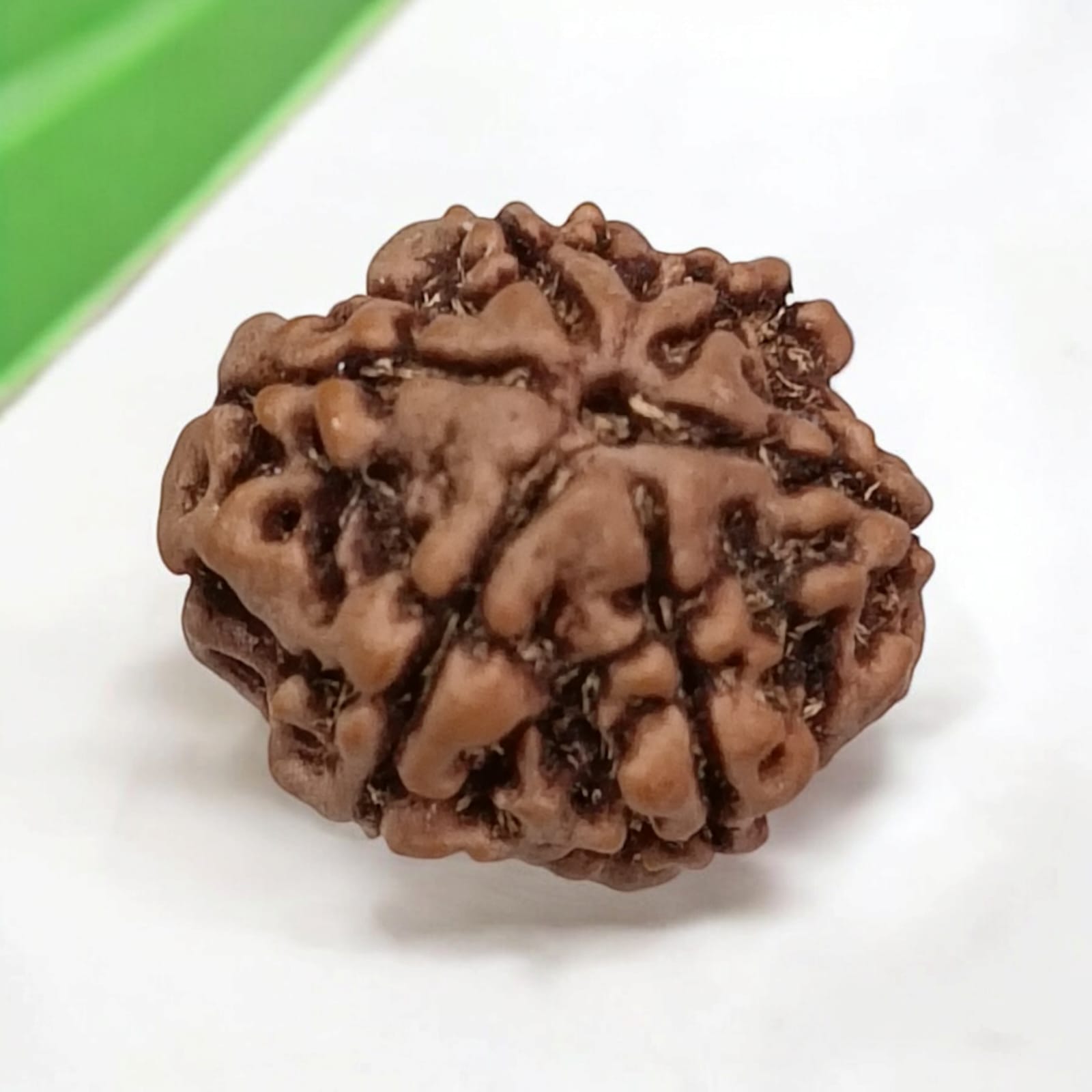 6 Mukhi Rudraksha Locket in Brass Casing - Lab Certified Spiritual Bead from Timeshopee