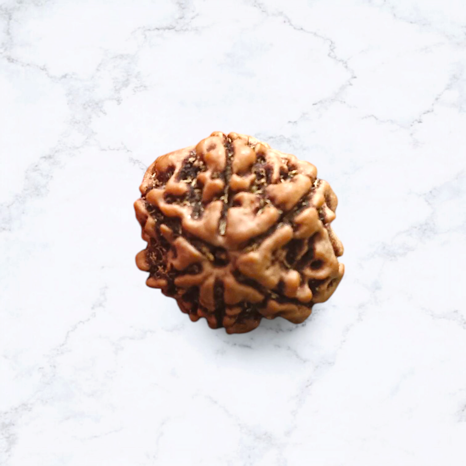 6 Mukhi Rudraksha Locket in Brass Casing - Lab Certified Spiritual Bead from Timeshopee