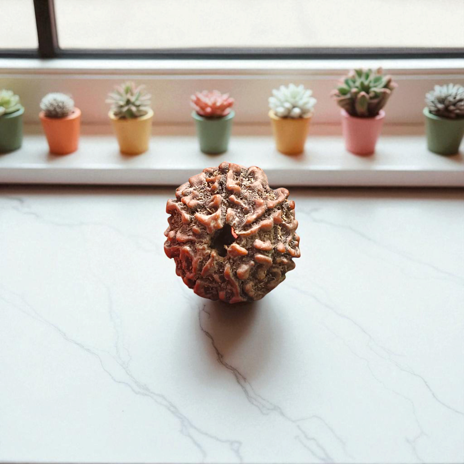 7 Mukhi Rudraksha Locket in a silver cap with black thread – Lab Certified from Timeshopee