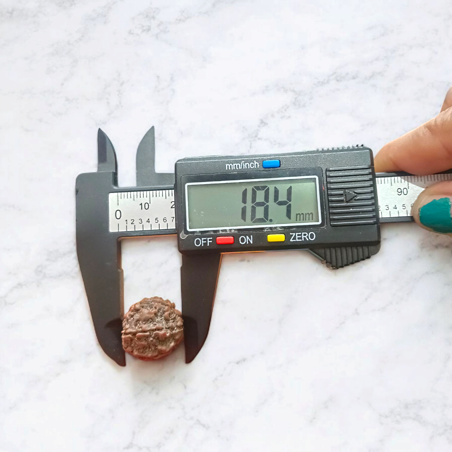 7 Mukhi Rudraksha Locket in a silver cap with black thread – Lab Certified from Timeshopee