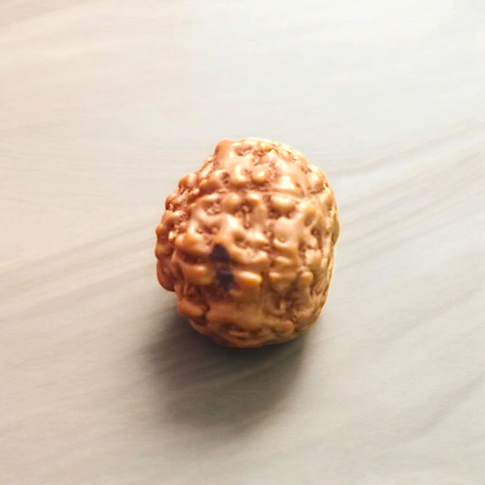 8 Mukhi Rudraksha Without Pendant Lab Certified Divine Protection Rudraksha Bead for Spiritual Growth and Obstacle Removal