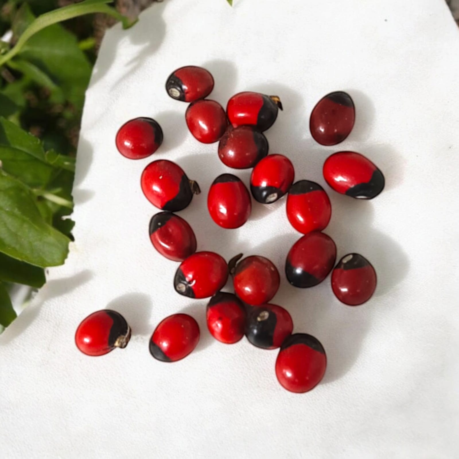 A set of 21 lab-certified Gunja seeds in red, white, and black, featuring loose beads ideal for spiritual use, crafting, or decoration.