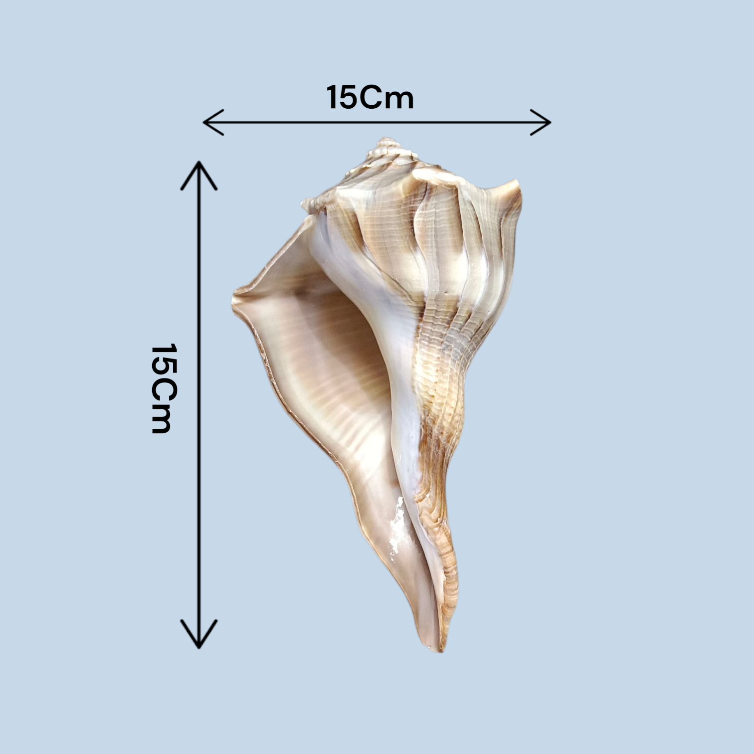 Authentic Dakshinavarti Shankh (Valampuri Sangu) - Right-handed sacred conch shell for Lakshmi pooja and vastu use