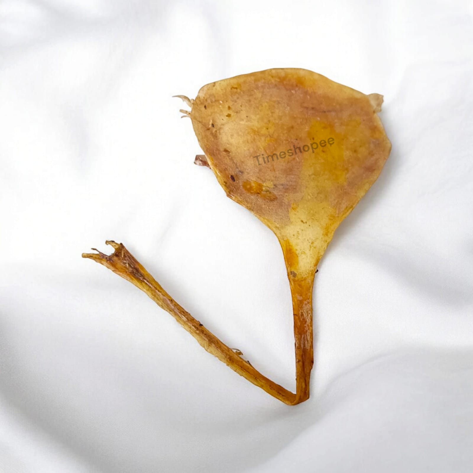 Billi Ki Jer Energized - Cat Naval Chord | 100% Original | Lab Certified