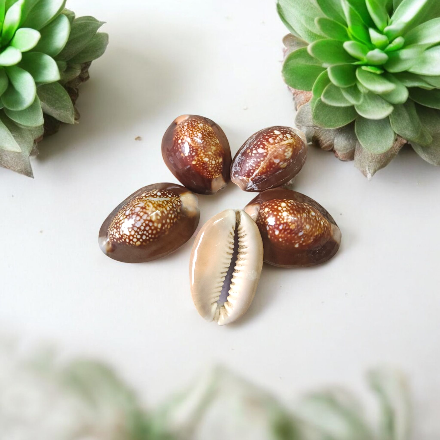 Black Cowry For Puja By Timeshopee