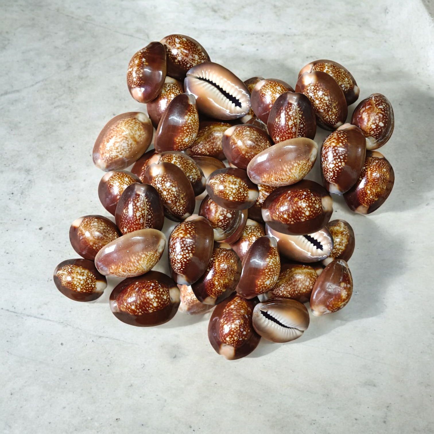 Black Cowry For Puja By Timeshopee