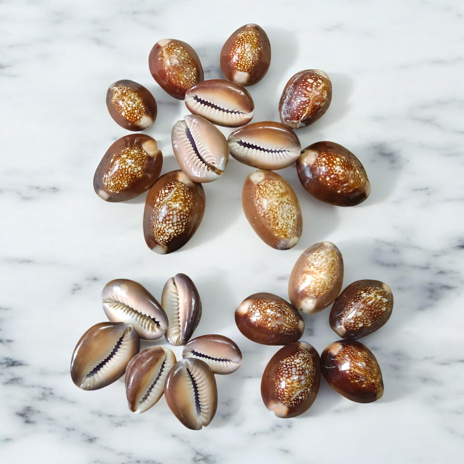 Black Cowry For Puja By Timeshopee