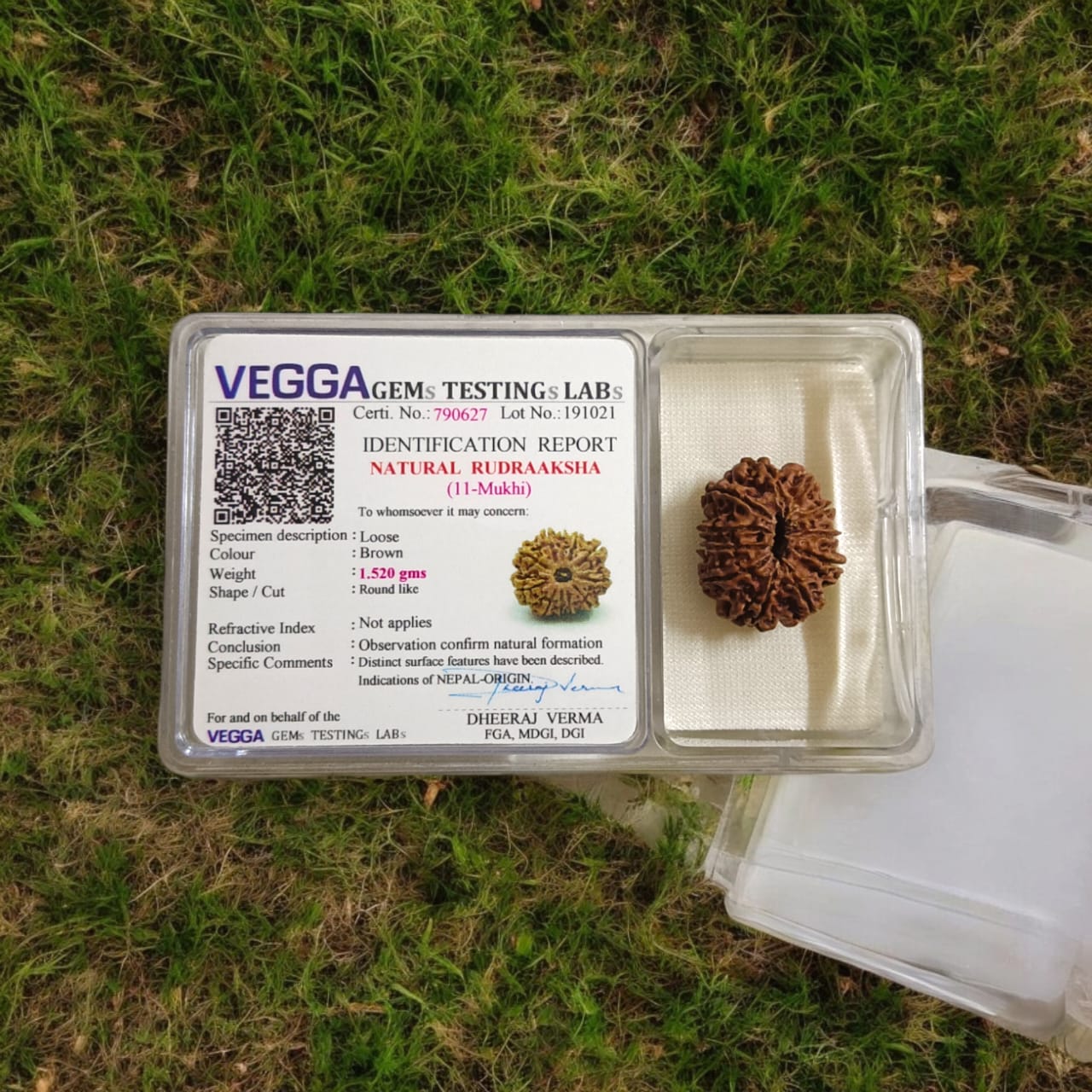 Close-up image of 11 Mukhi Rudraksha bead with visible natural lines and textures, placed on a white background