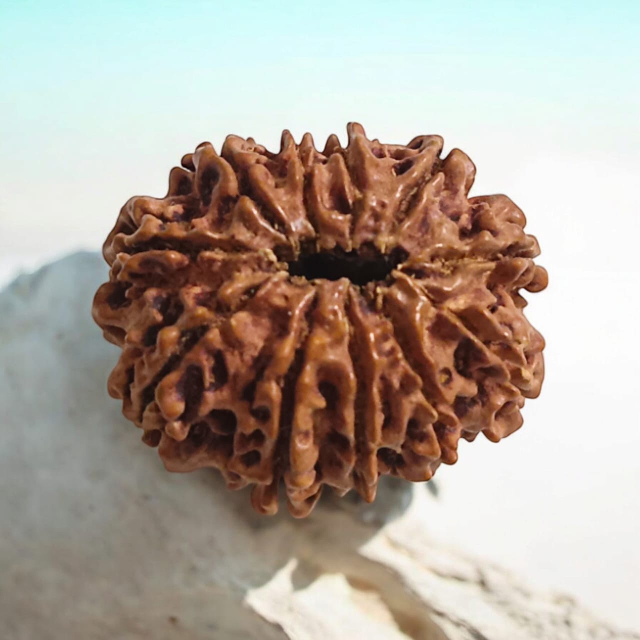 Close-up image of 11 Mukhi Rudraksha bead with visible natural lines and textures, placed on a white background