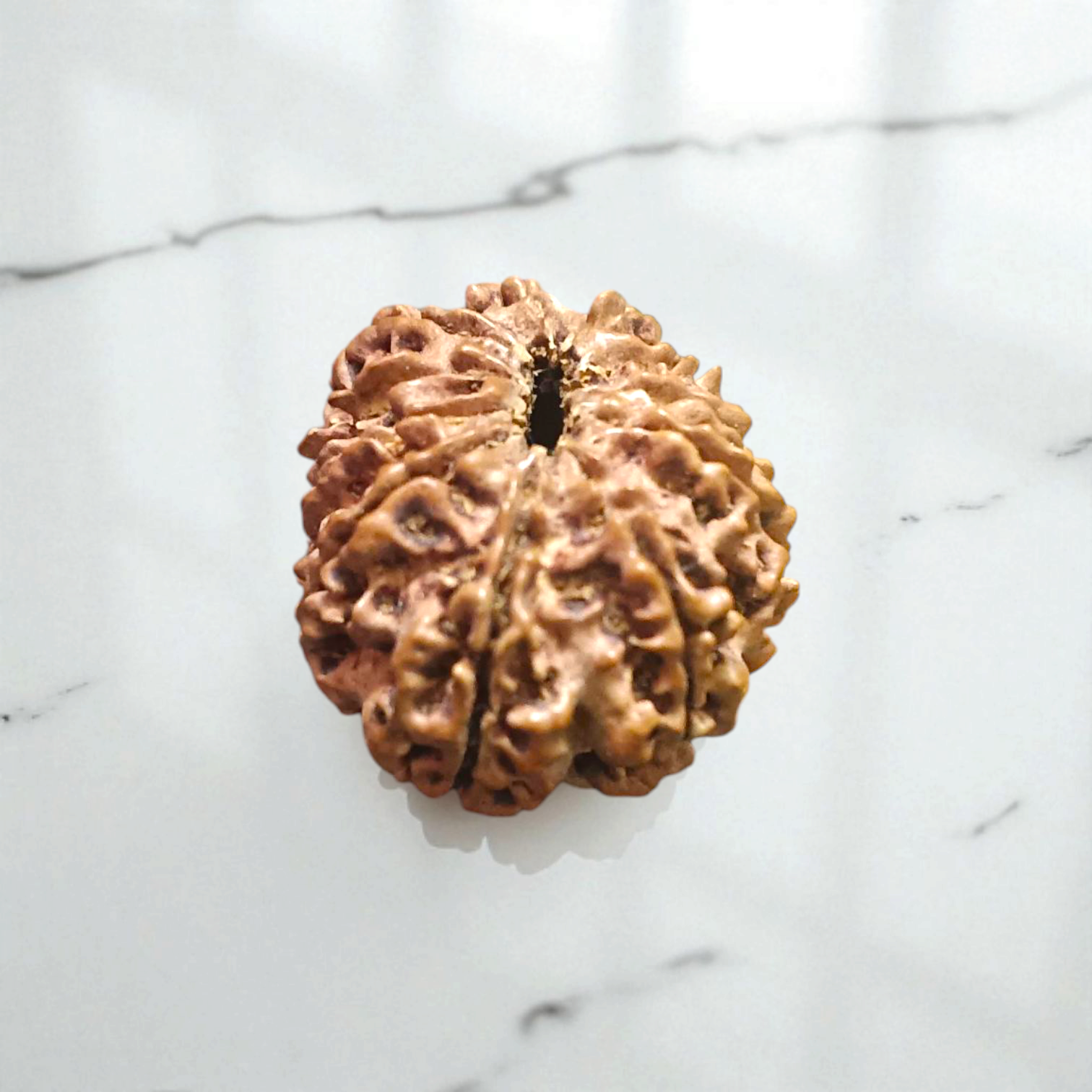 Close-up image of 11 Mukhi Rudraksha bead with visible natural lines and textures, placed on a white background