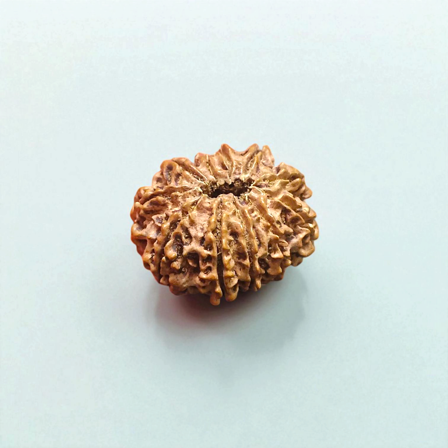 Close-up image of 11 Mukhi Rudraksha bead with visible natural lines and textures, placed on a white background