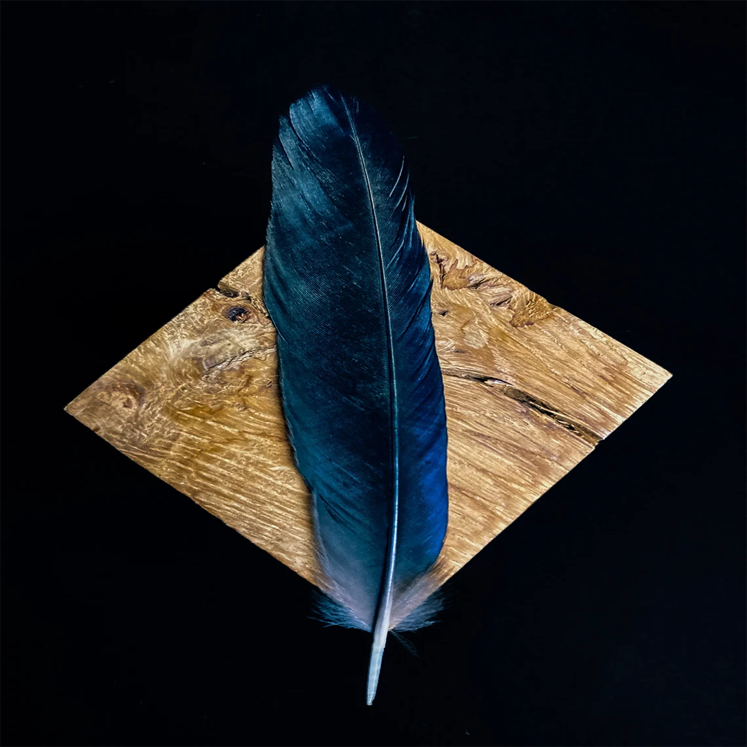 Crow feather in zed black color, measuring 5-8 inches, displayed for religious and mystical purposes.