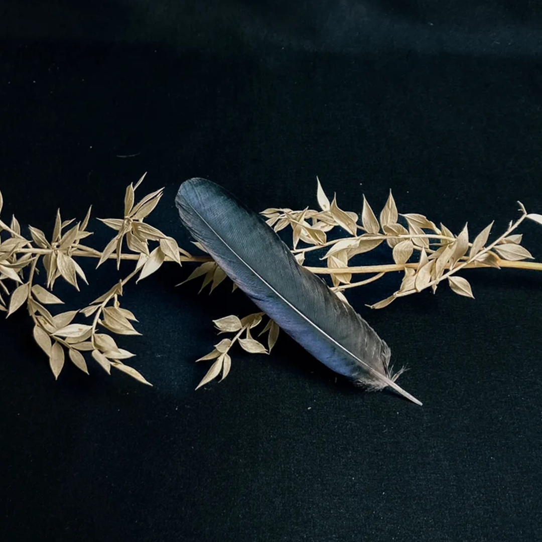 Crow feather in zed black color, measuring 5-8 inches, displayed for religious and mystical purposes.