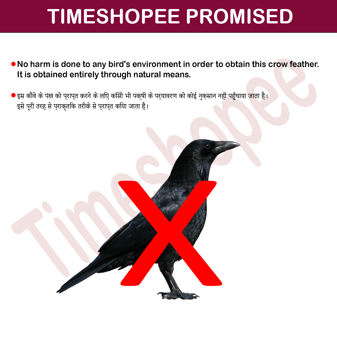 Crow feather in zed black color, measuring 5-8 inches, displayed for religious and mystical purposes.