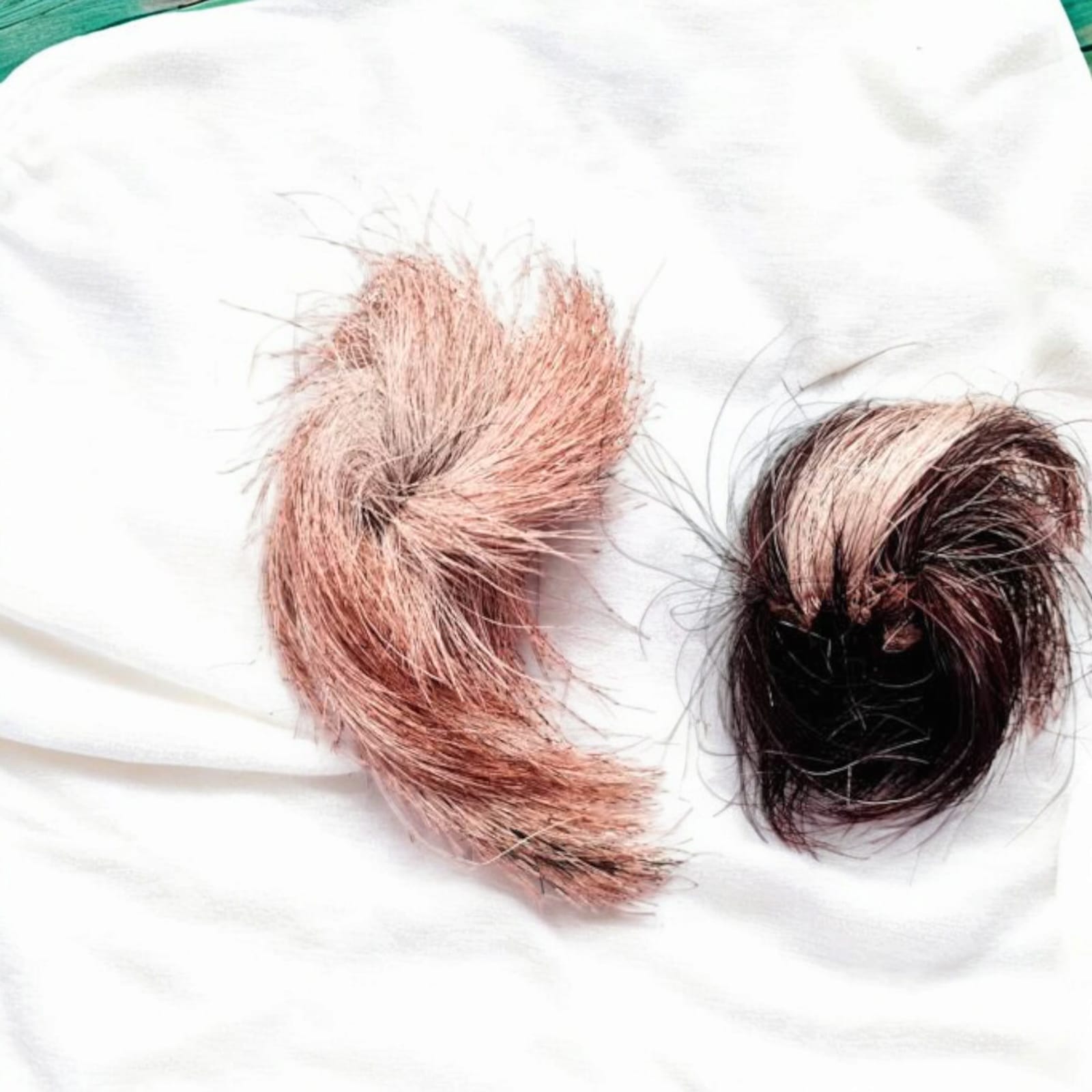 Energized Siyar Singhi Male-Female Pair Lab Certified