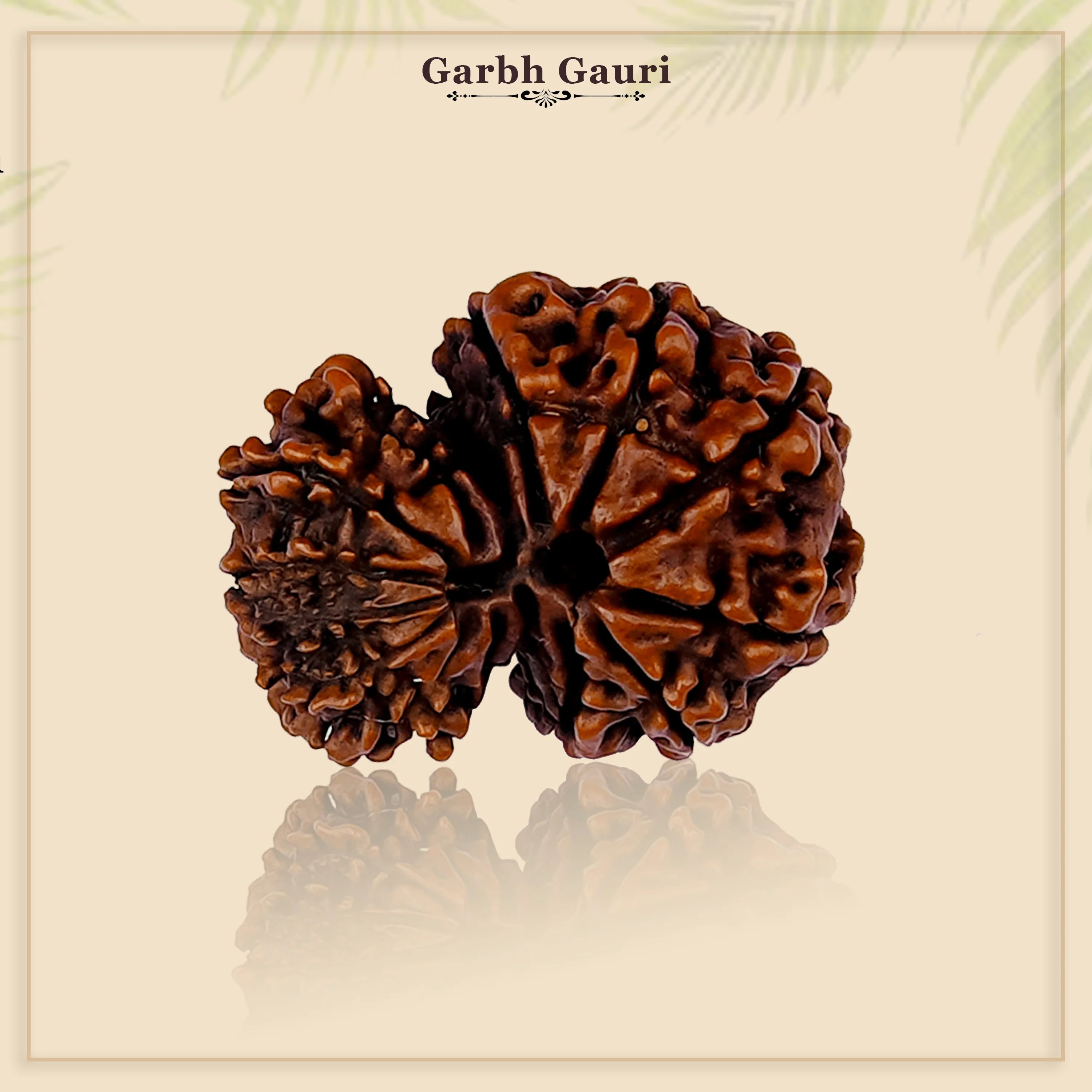 Garbh Gauri Rudraksha with divine characteristics, lab certified by Timeshopee