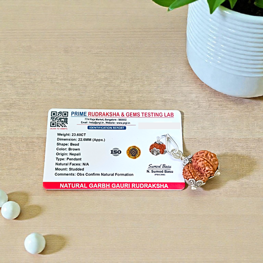 Garbh Gauri Rudraksha with divine characteristics, lab certified by Timeshopee