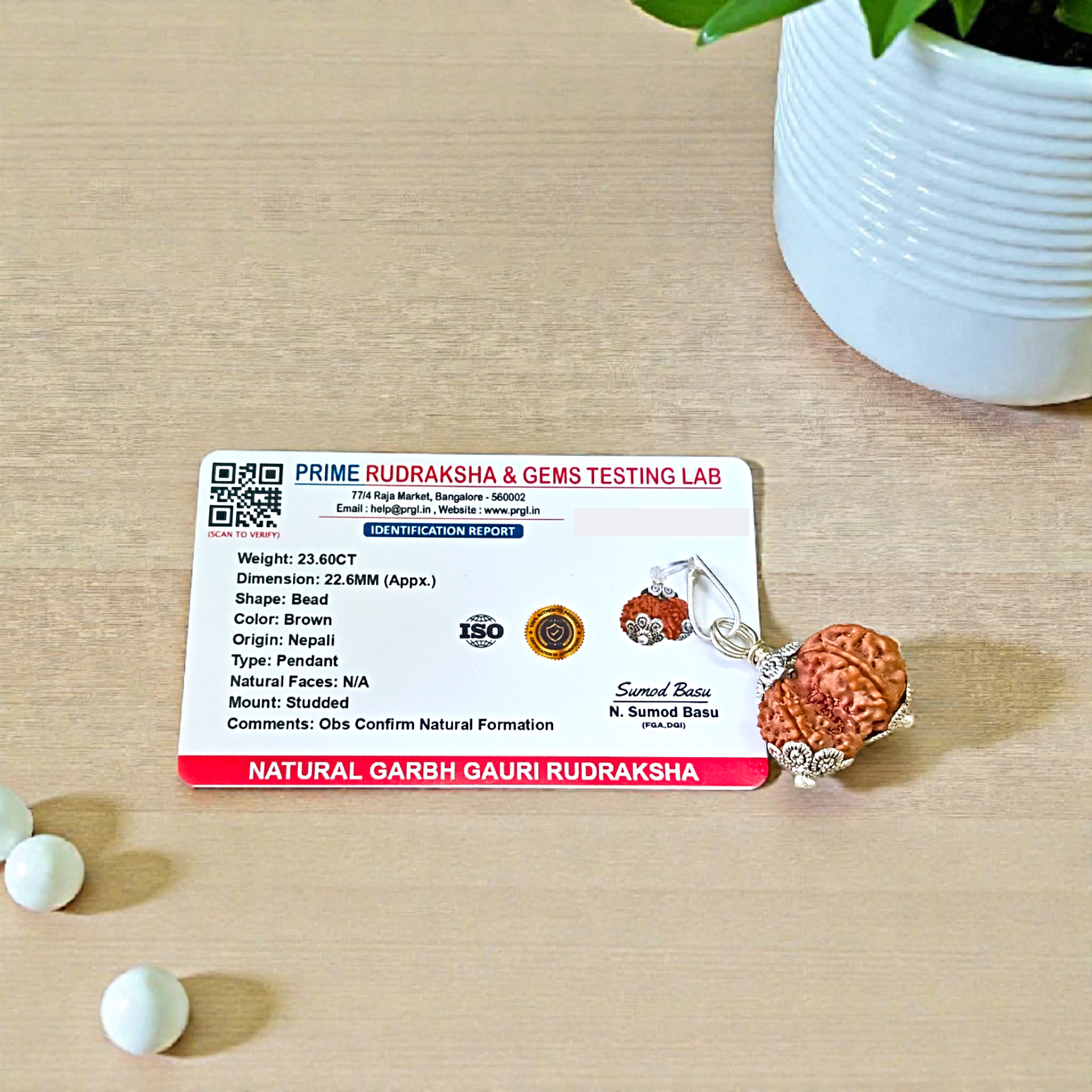 Garbh Gauri Rudraksha with divine characteristics, lab certified by Timeshopee