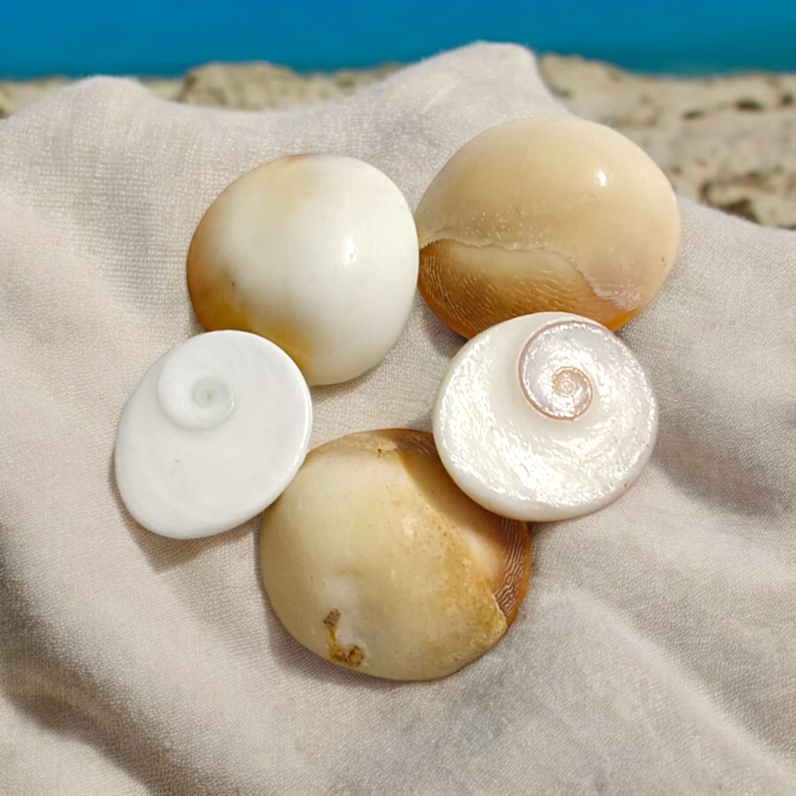 Gomti Chakra set of 11, sacred shells for prosperity and protection, Timeshopee