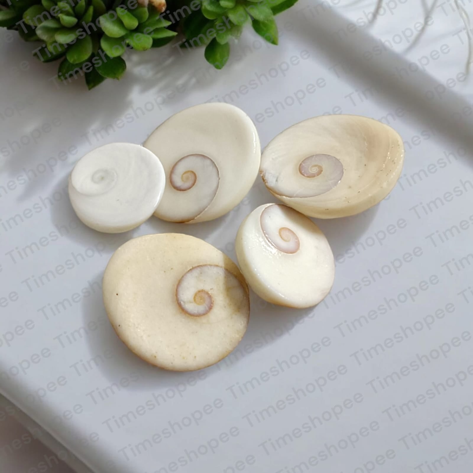 Gomti Chakra set of 11, sacred shells for prosperity and protection, Timeshopee