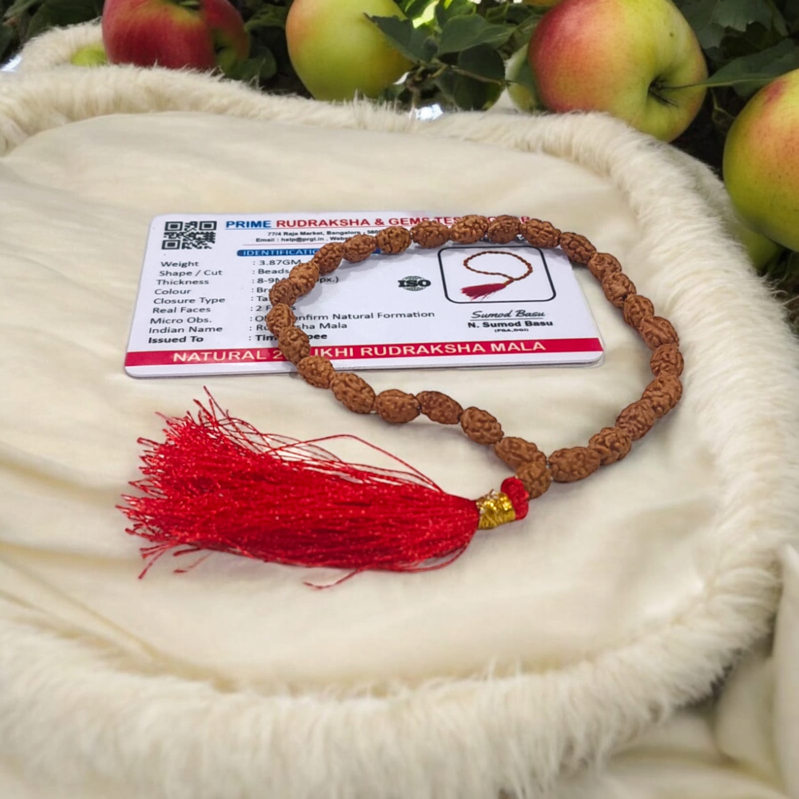 Image showing a hand-crafted 2 Mukhi Rudraksha Mala in 108+1 bead variant, lab certified and neatly arranged on a traditional cloth background with Timeshopee tag.