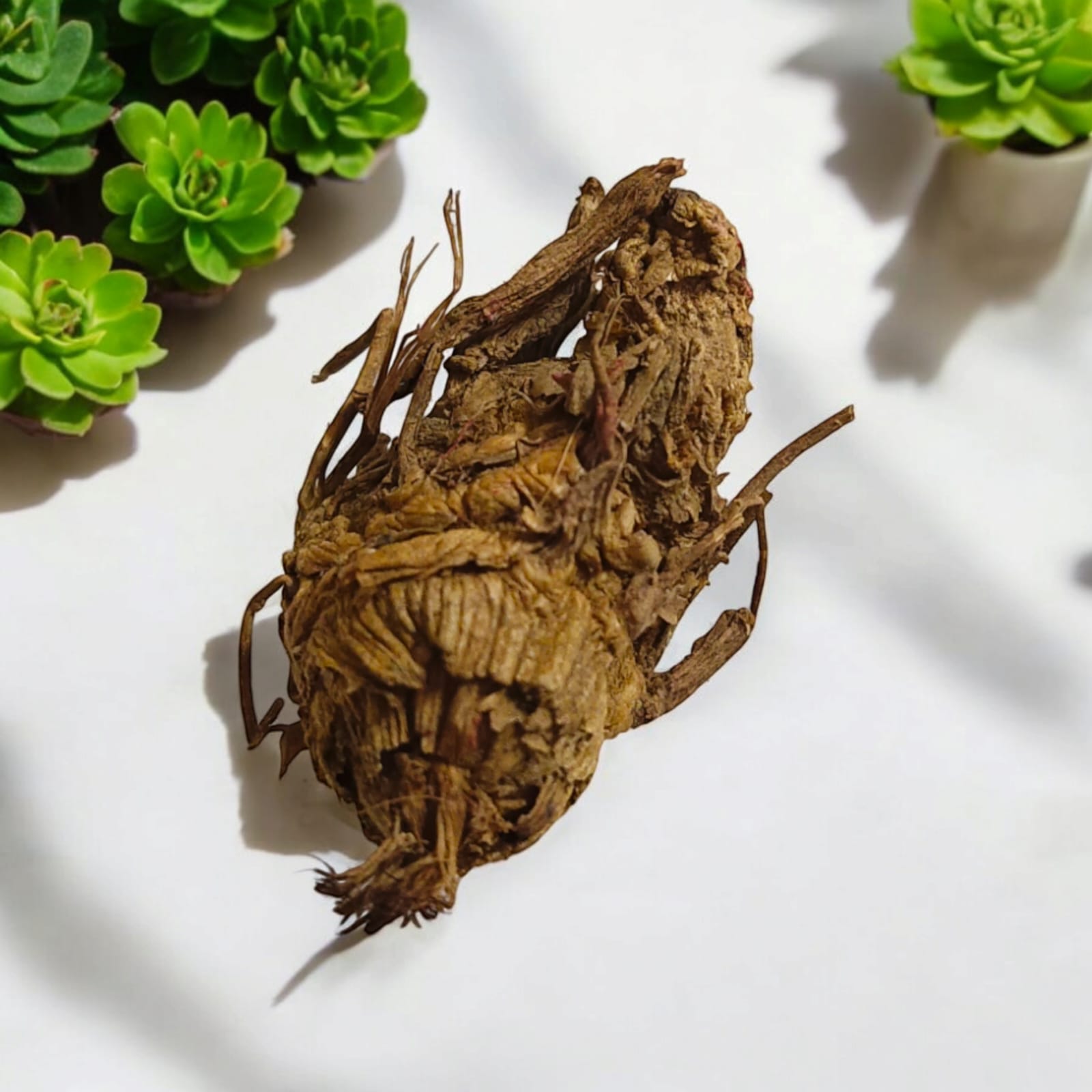 Kaali Haldi Black Turmeric | Spiritual Protection and Health Benefits