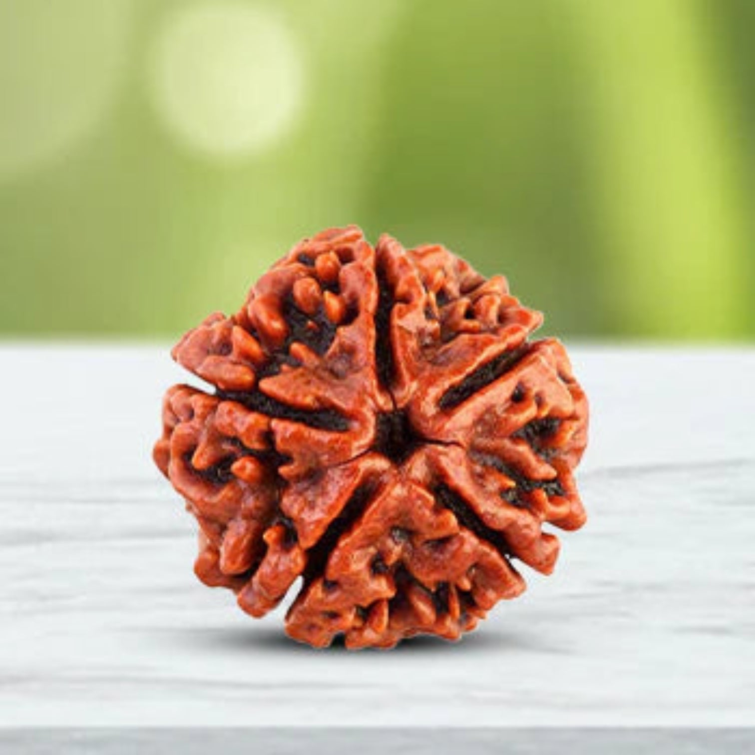 Lab Certified 5 Mukhi Rudraksha Locket from Timeshopee – Sacred Bead in Silver Plated Locket for Spiritual Benefits