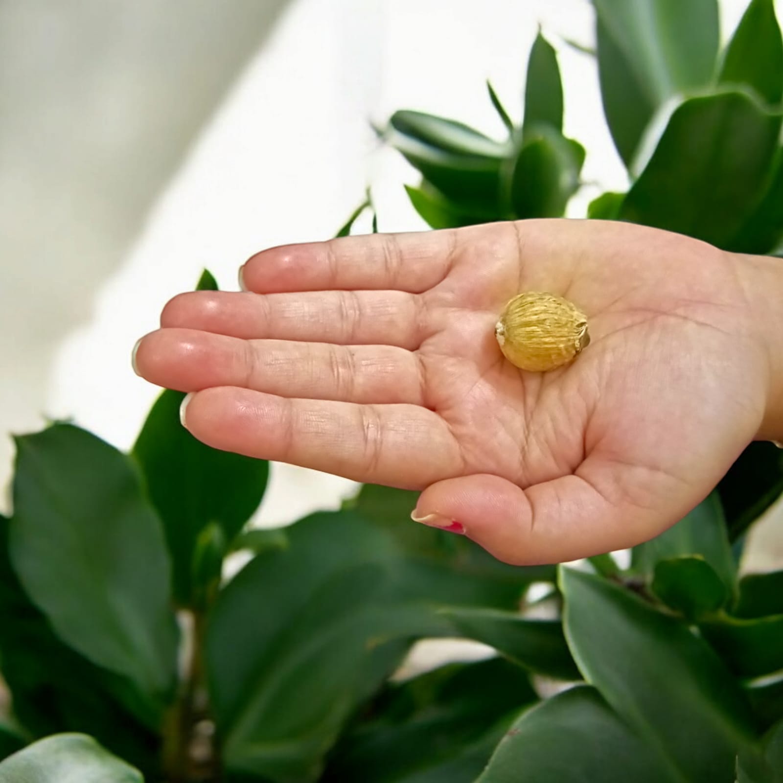 Lagu Nariyal Set of 9 - For Hawan and Pujan Rituals