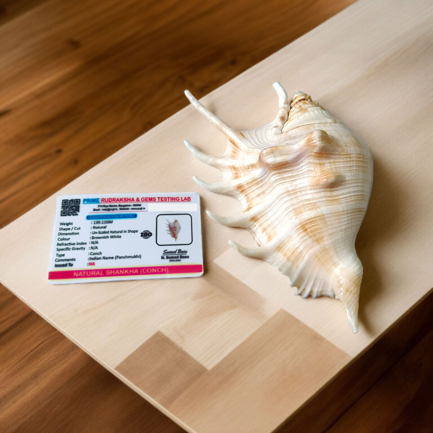Natural 5 Mukhi Lakshmi Shankh (Panchmukhi conch shell), white non-blowing conch used for Lakshmi Pooja and rituals, placed on altar