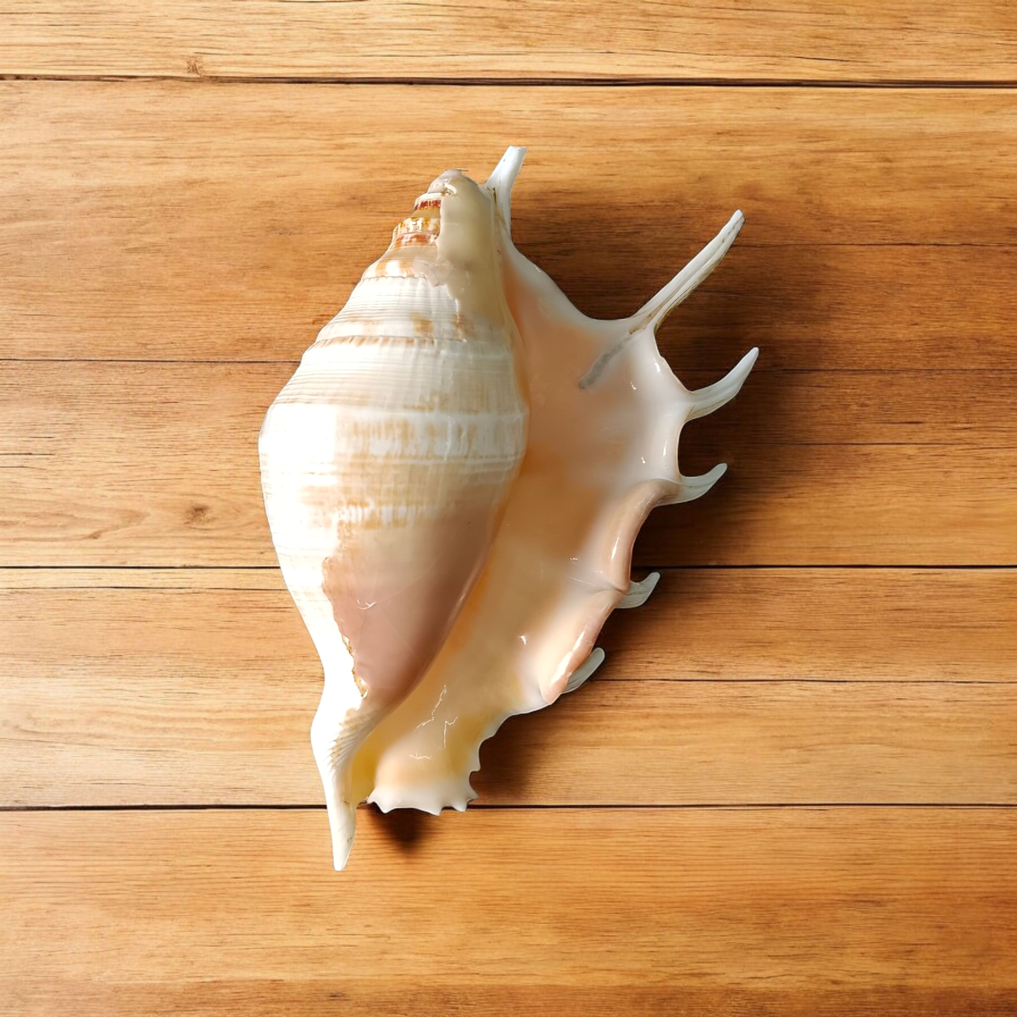 Natural 5 Mukhi Lakshmi Shankh (Panchmukhi conch shell), white non-blowing conch used for Lakshmi Pooja and rituals, placed on altar