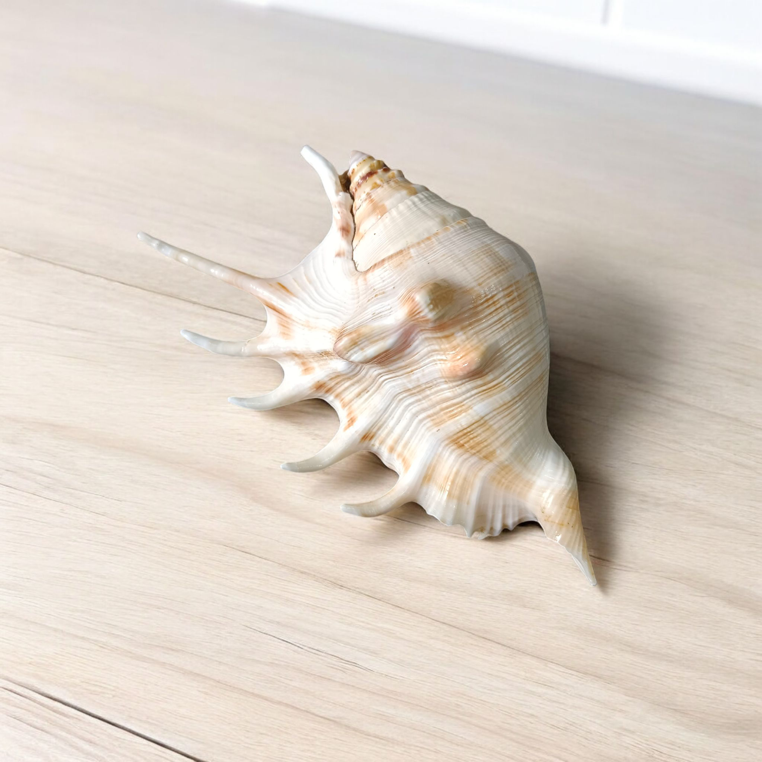 Natural 5 Mukhi Lakshmi Shankh (Panchmukhi conch shell), white non-blowing conch used for Lakshmi Pooja and rituals, placed on altar