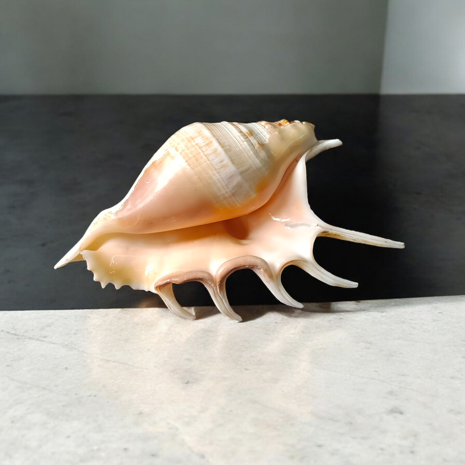 Natural 5 Mukhi Lakshmi Shankh (Panchmukhi conch shell), white non-blowing conch used for Lakshmi Pooja and rituals, placed on altar