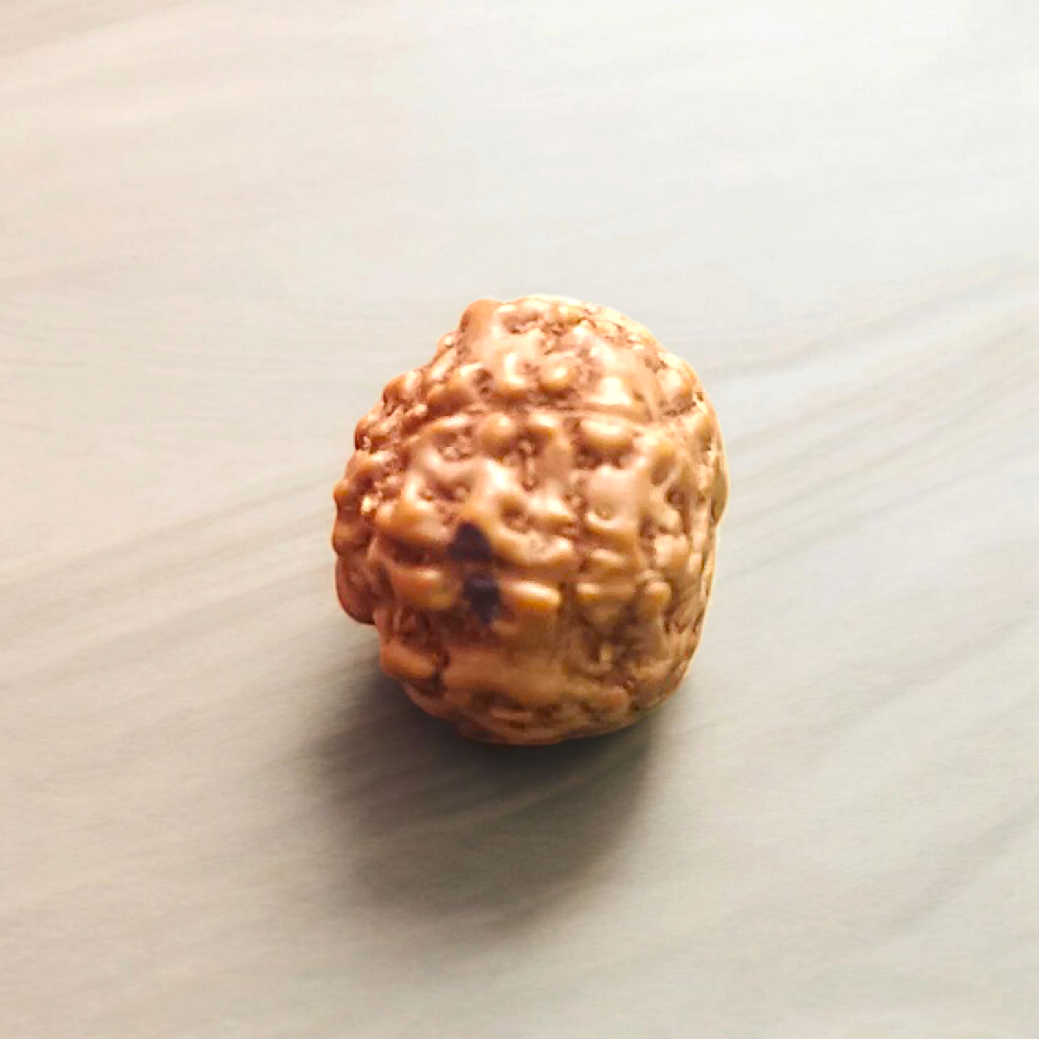 Natural 8 Mukhi Rudraksha Locket with silver capping displayed with certification from Timeshopee