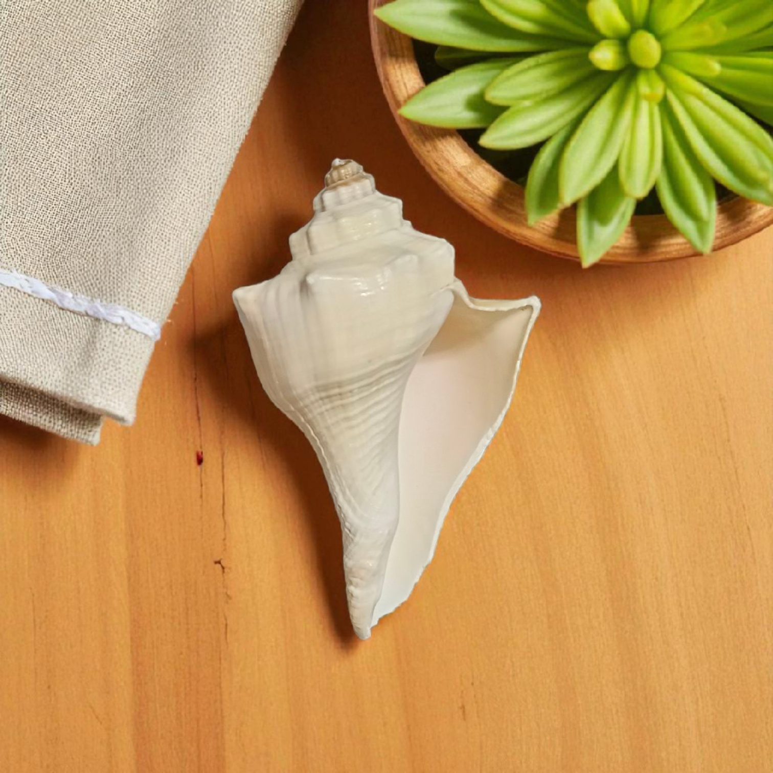 Natural Lakshami Shankh, a lab-certified conch shell for Goddess Lakshami, symbolizing prosperity and used in spiritual rituals